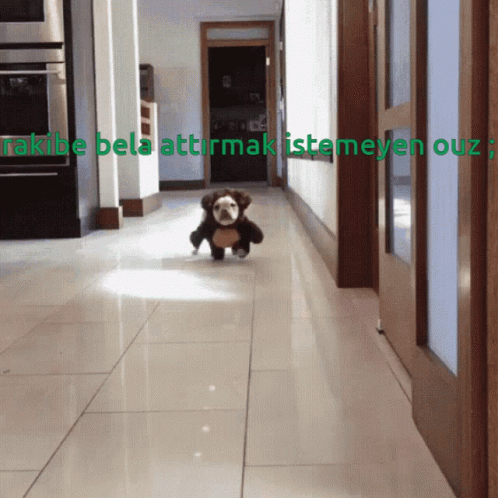 Cute Dog Bear Costume Escape Run GIF