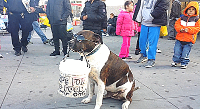 Cute Dog Begging For Money Donation GIF