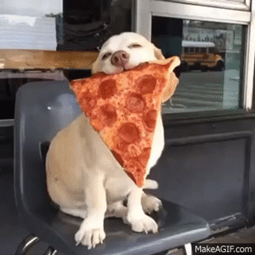 Cute Dog Biting Pizza GIF