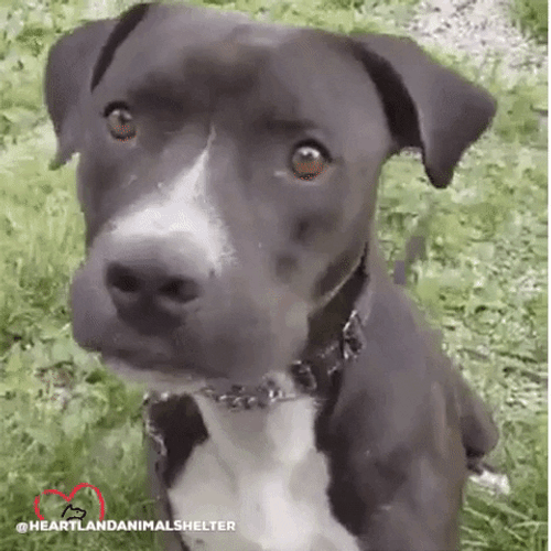 Cute Dog Black Confused GIF