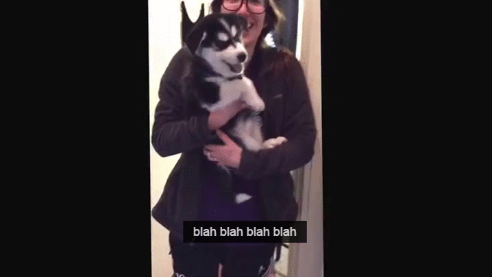 Cute Dog Blah Blah Blah GIF