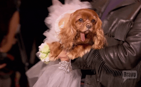 Cute Dog Bride GIF