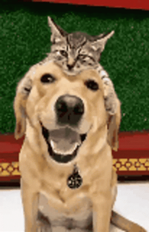 Cute Dog Cat Cuddle GIF