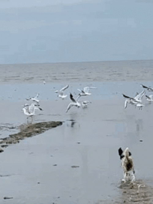 Cute Dog Chasing Seagulls GIF