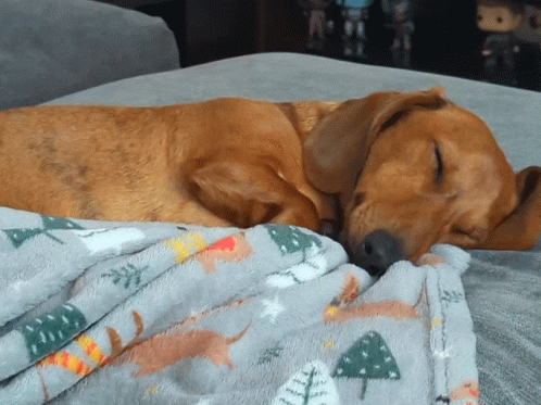 Cute Dog Dachshund Sleeping GIF