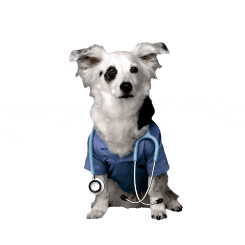 Cute Dog Doctor GIF