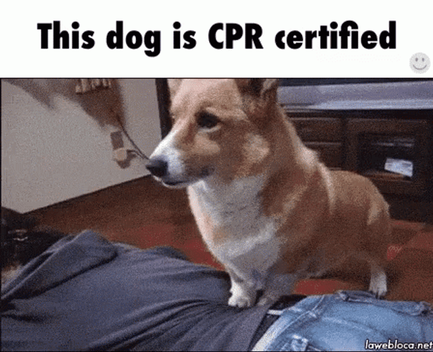 Cute Dog Doing Cpr GIF