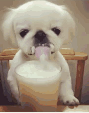 Cute Dog Drinking Beer GIF