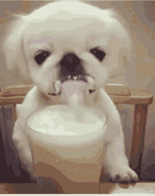 Cute Dog Drinking Milk GIF