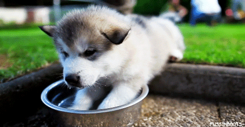 Cute Dog Drinking Water GIF