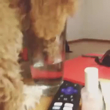 Cute Dog Drinks Water Lick GIF