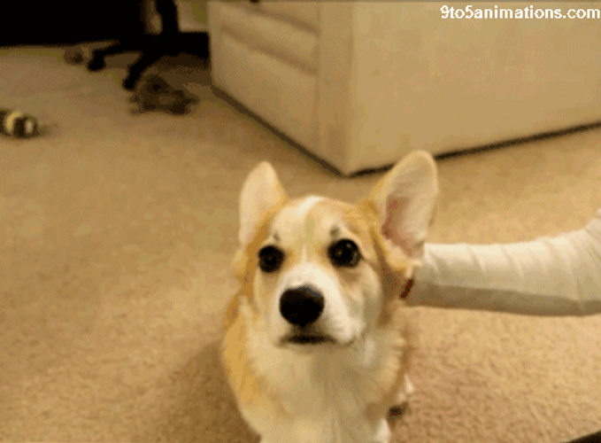 Cute Dog Ear Flapping GIF