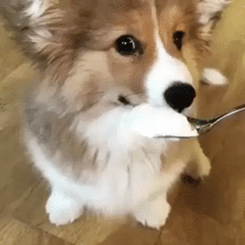 Cute Dog Eating Ice Cream GIF