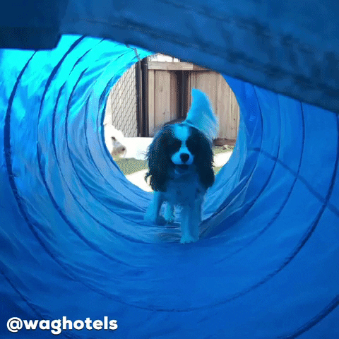 Cute Dog Entering Train Tunnel Set Up GIF