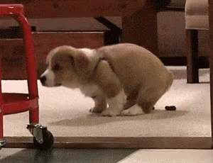 Cute Dog Excreting Poop On The Carpet GIF