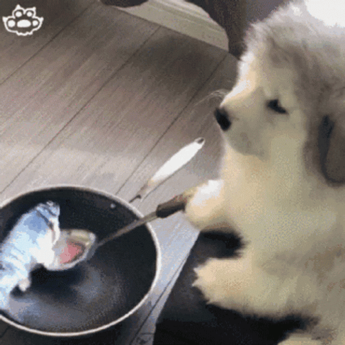 Cute Dog Frying Fish GIF