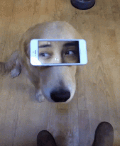 Cute Dog Funny Phone Eyes GIF