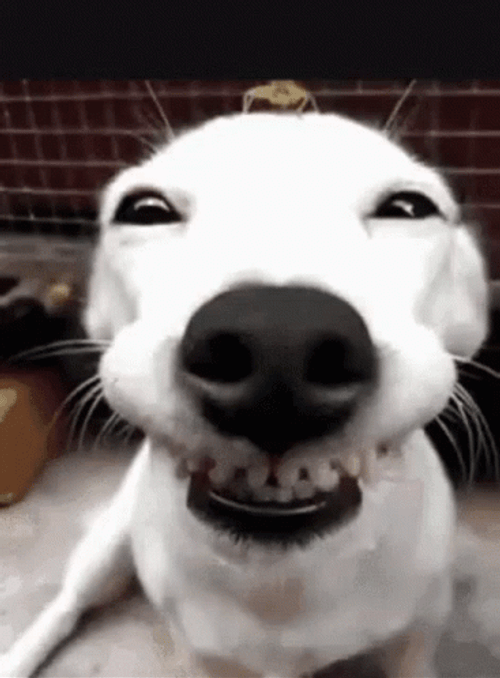 Cute Dog Good Smile GIF