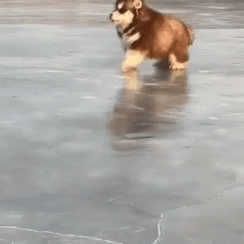 Cute Dog Happy Running GIF