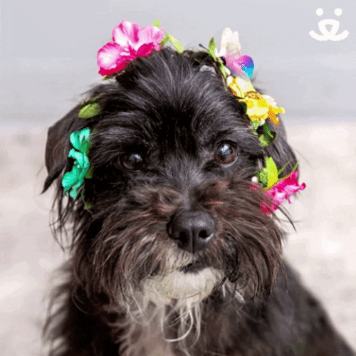 Cute Dog Happy Spring GIF