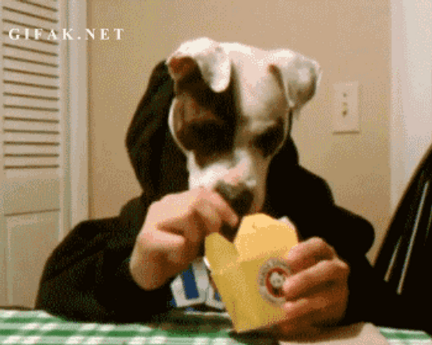 Cute Dog Head Eating GIF