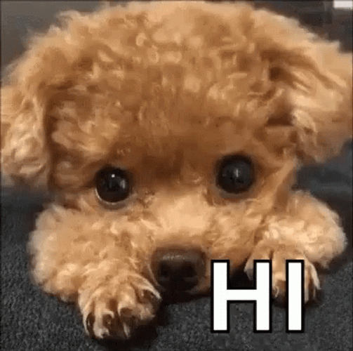 Cute Dog Hi GIF