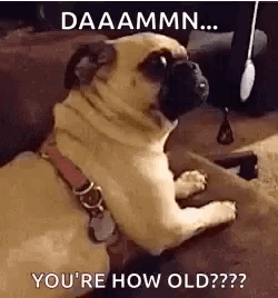 Cute Dog How Old Birthday Meme GIF