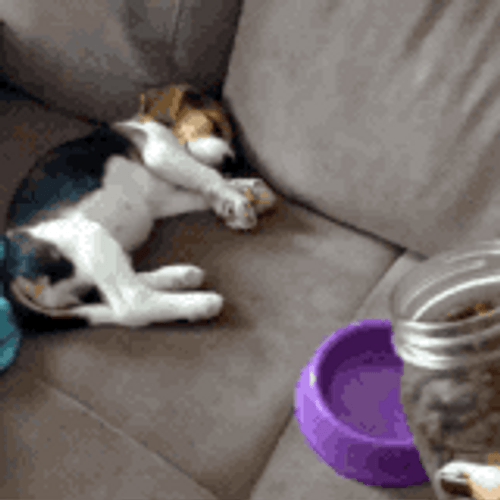 Cute Dog Hungry Sleeping GIF