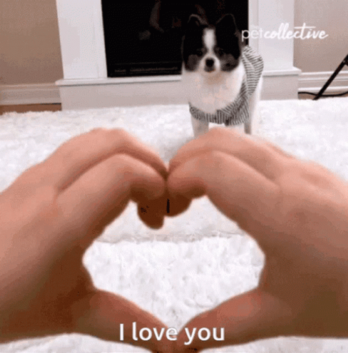 Cute Dog I Love You GIF