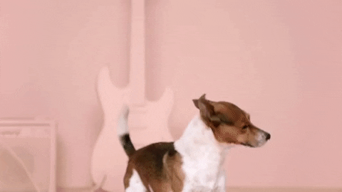 Cute Dog Jumping Dancing GIF