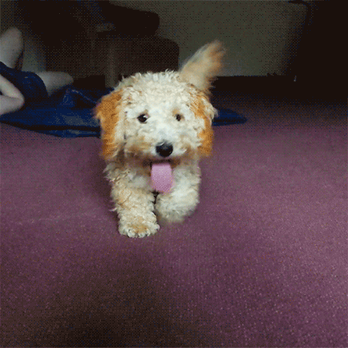 Cute Dog Licking Wagging Tail GIF