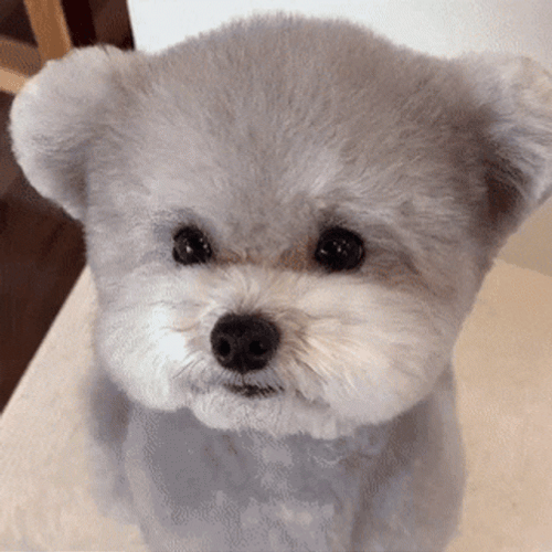 Cute Dog Looking Teddy Bear GIF