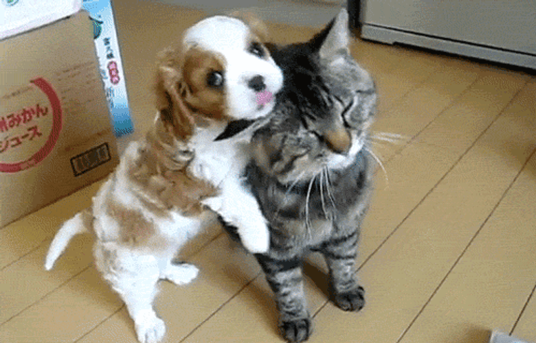 Cute Dog Lovely Cat GIF