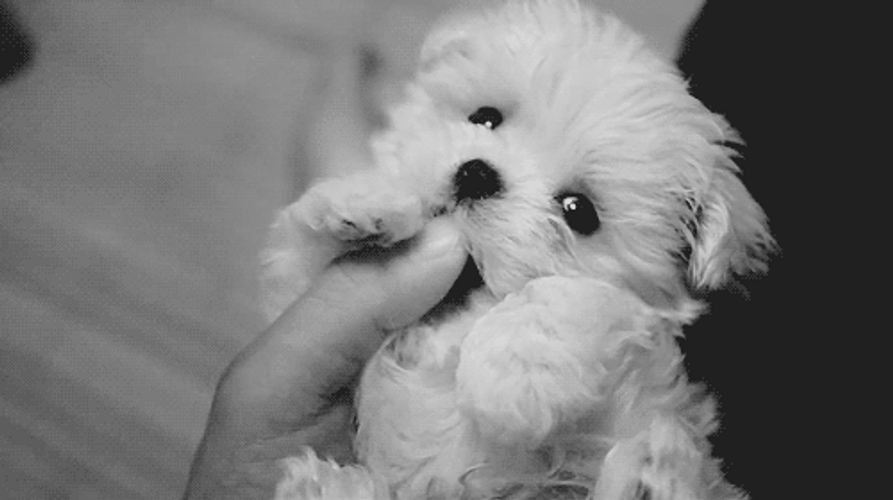 Cute Dog Maltese Paw GIF