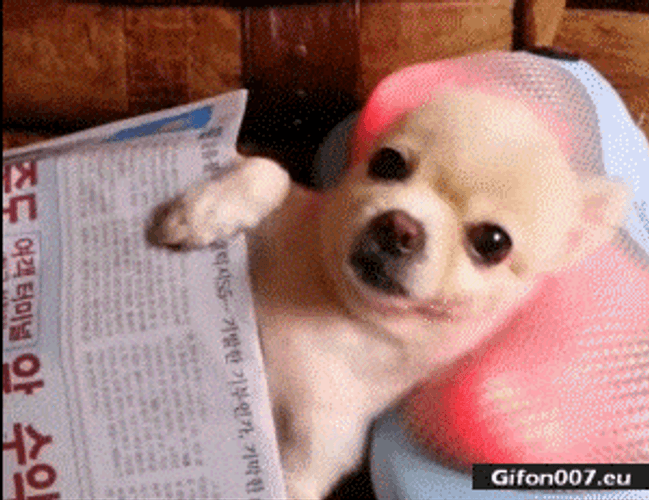 Cute Dog Massage Chihuahua GIF