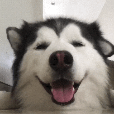 Cute Dog Moving Ears Up And Down GIF