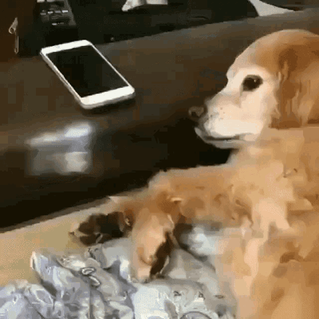 Cute Dog No Phone GIF