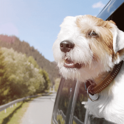 Cute Dog On Car Freedom GIF