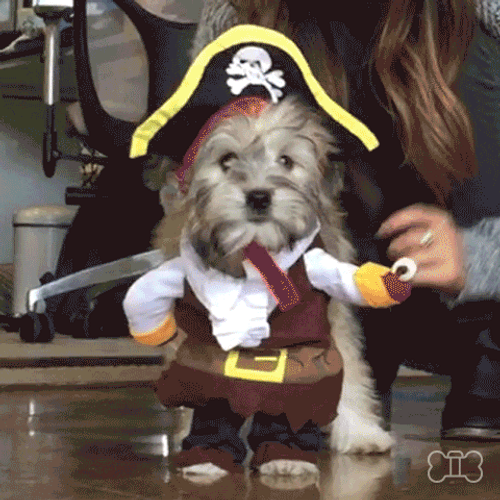 Cute Dog Pirate Running GIF