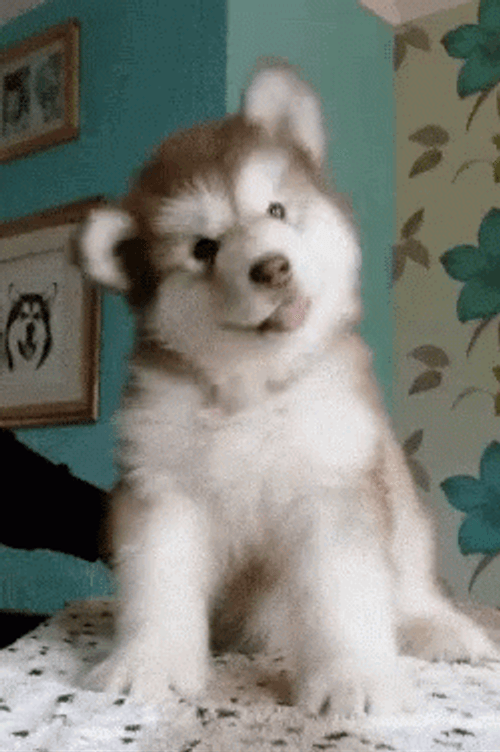 Cute Dog Playful Ears GIF