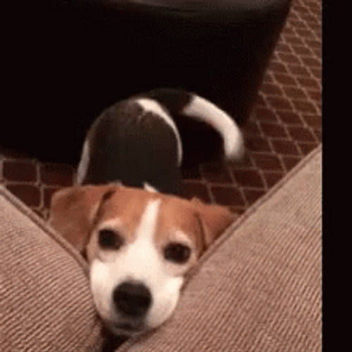 Cute Dog Please Wagging Tail GIF
