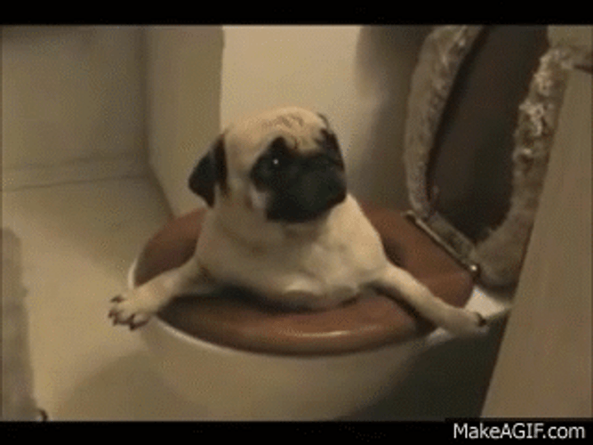 Cute Dog Pug Toilet GIF