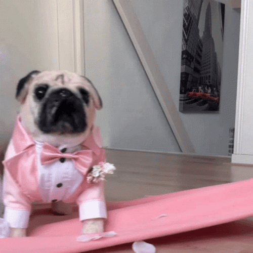 Cute Dog Pug Wedding Costume GIF