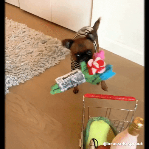 Cute Dog Pushing Cart GIF