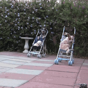 Cute Dog Riding Baby Stroller Race GIF