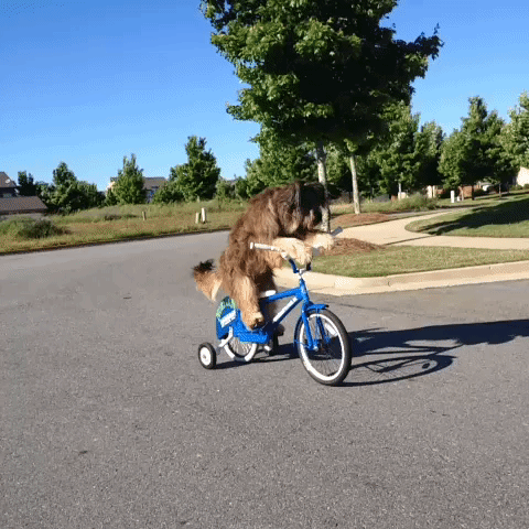 Cute Dog Riding Cycle GIF