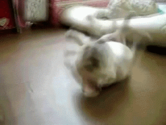 Cute Dog Rolling GIF