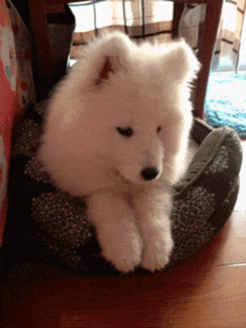 Cute Dog Samoyed Dog Bed GIF