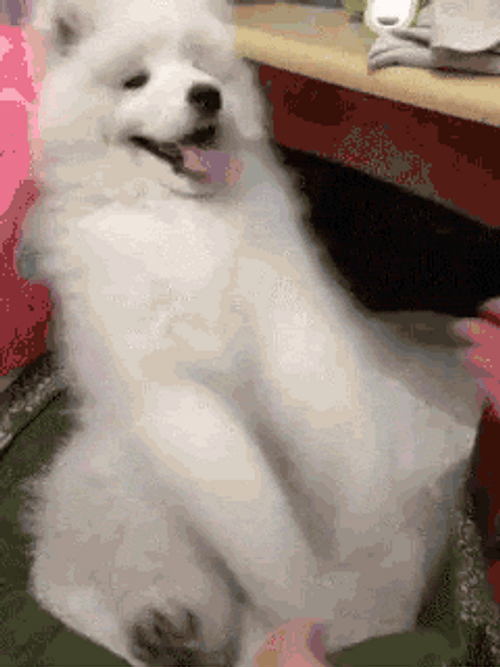 Cute Dog Samoyed Playing GIF
