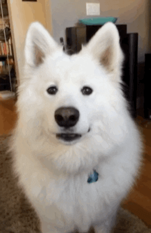 Cute Dog Samoyed Staring GIF